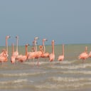 Los flamencos rosados son una especie que, según el ministerio de Ambiente, se encuentran en amenaza.