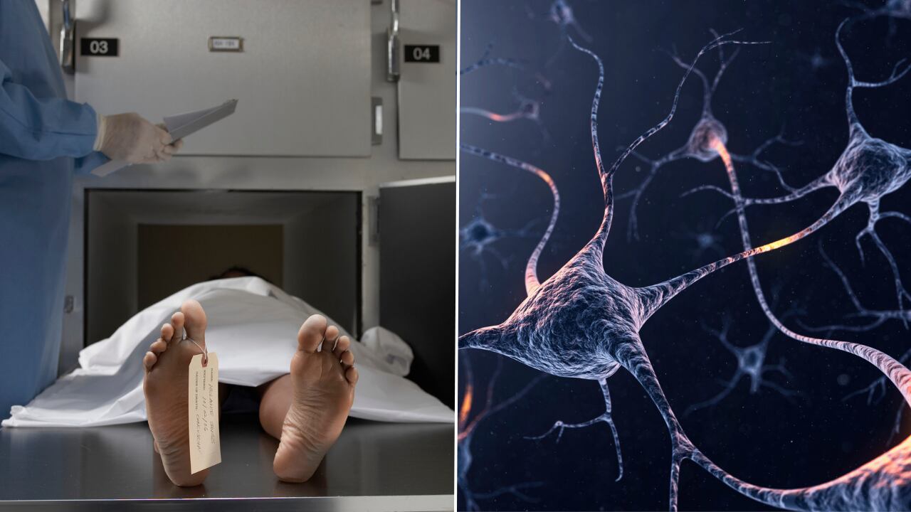 Avances científicos reabren el debate sobre la memoria después de morir.