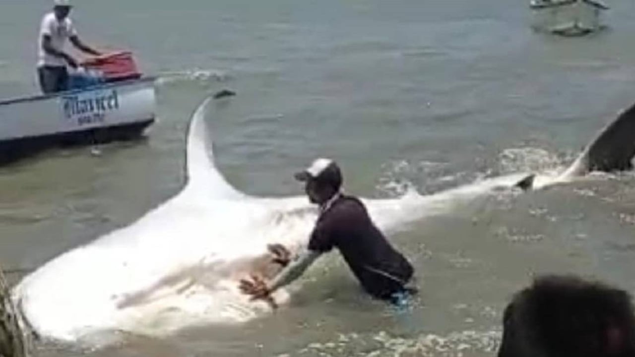 Tiburón ballena fue asesinado y descuartizado en Venezuela