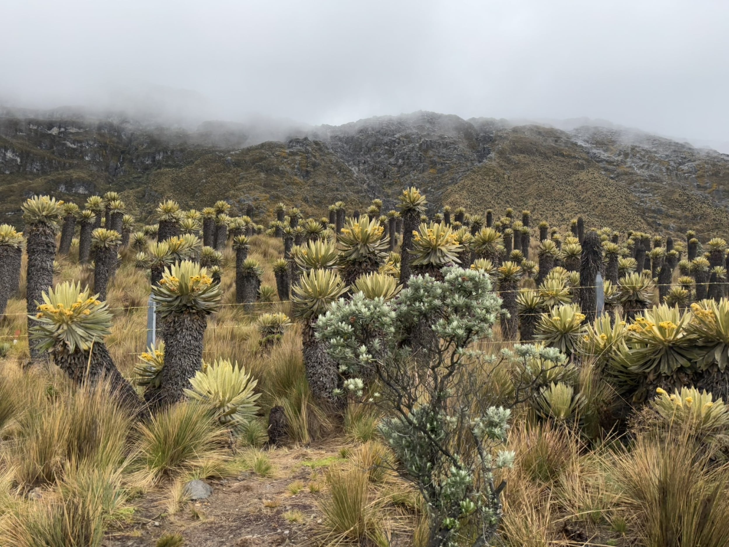 Nevado del Ruiz