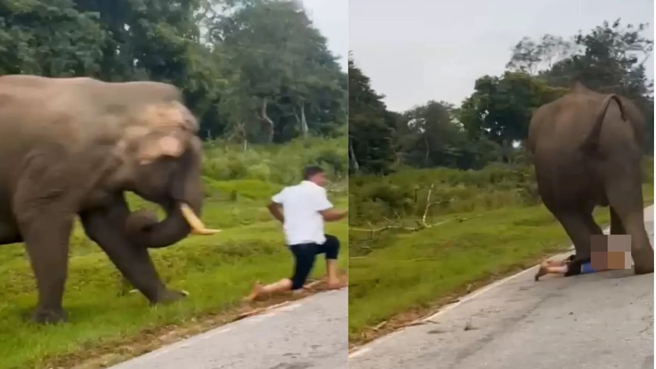 Turista atacado por elefante