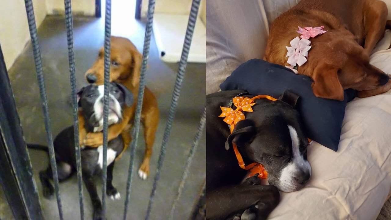 Kala y Keira conmovieron al mundo hace ocho años con su foto.