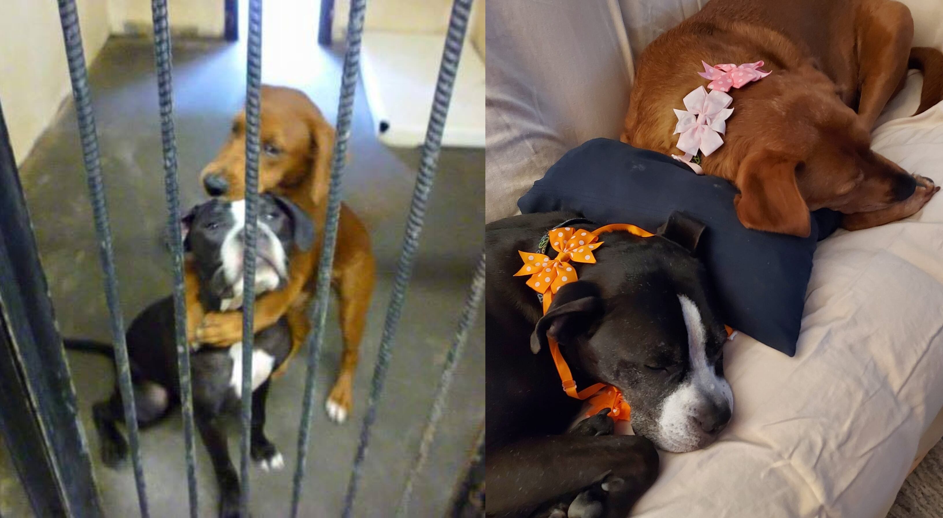 Kala y Keira conmovieron al mundo hace ocho años con su foto.