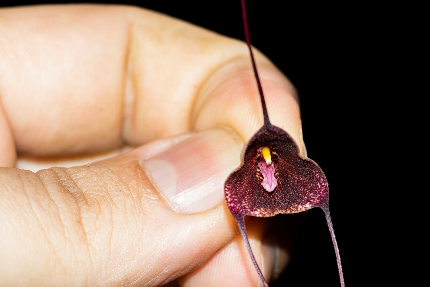 El hallazgo refuerza el papel de la investigación académica y la educación en la protección de la flora nacional.