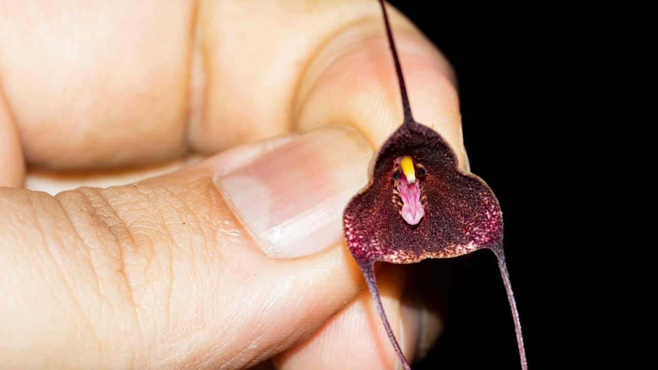 Todo comenzó cuando Eduar Durango, egresado de Zootecnia de la Universidad de Antioquia, identificó en una caminata por Urrao una orquídea distinta a las conocidas.