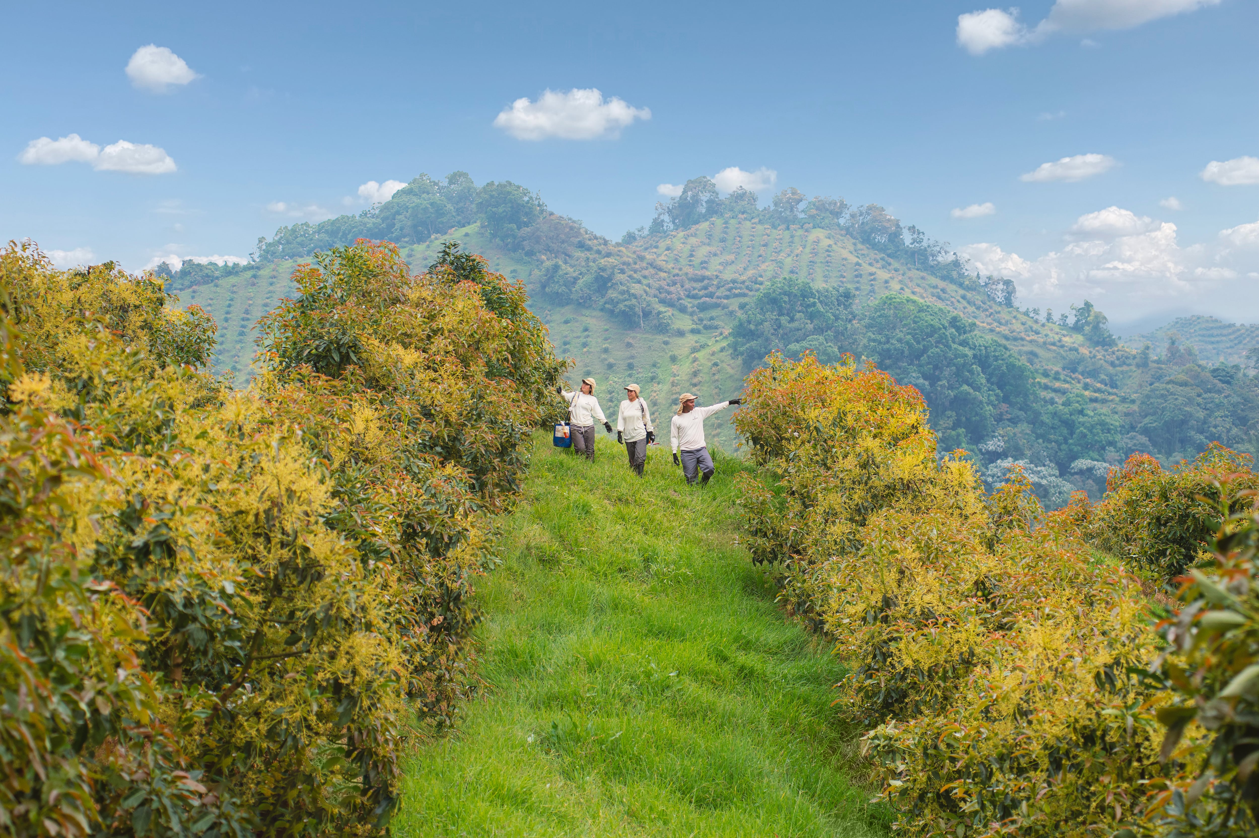 Las plantaciones capturaron durante 2025 un total de 28.266 toneladas de CO₂ equivalente.