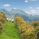 Las plantaciones capturaron durante 2025 un total de 28.266 toneladas de CO₂ equivalente.