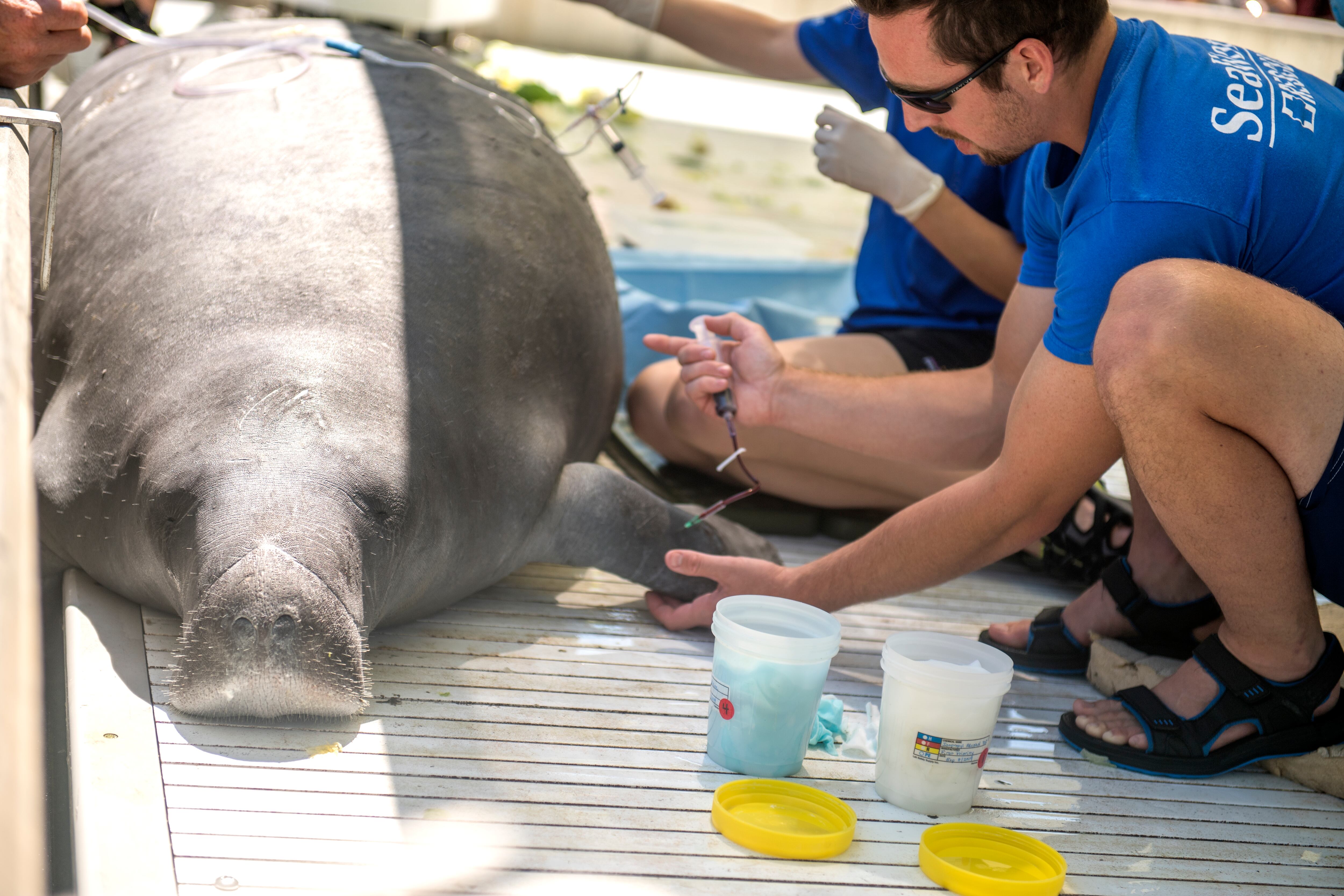 Rescate y rehabilitación de animales en Seaworld Orlando (Florida, Estados Unidos).