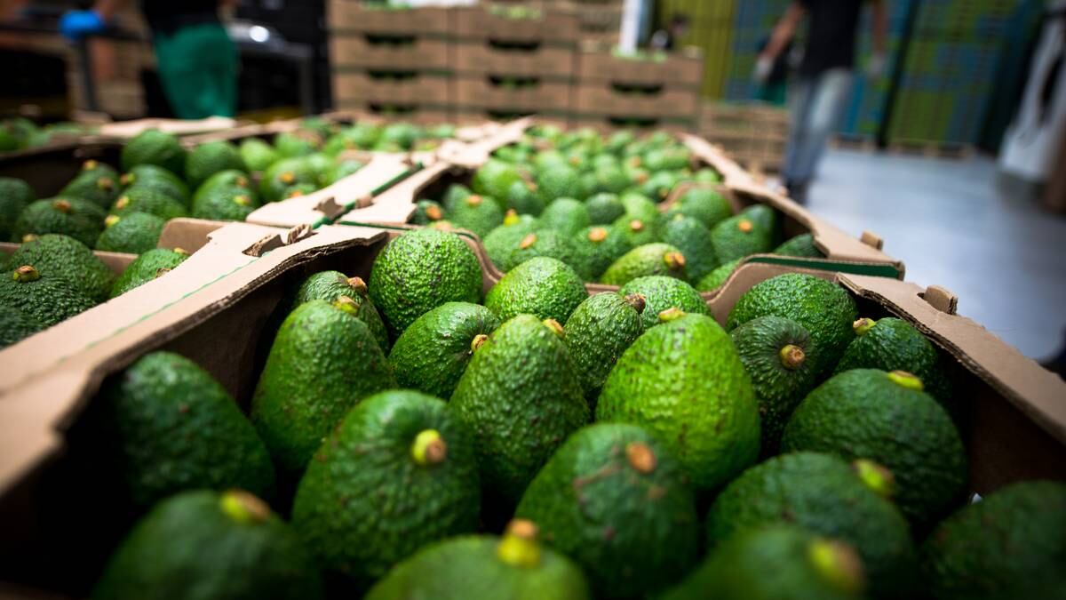 Buscan disminuir los impactos ambientales que genera el cultivo del aguacate