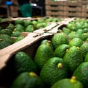 Se tienen más de 11.000 hectáreas sembradas con el producto