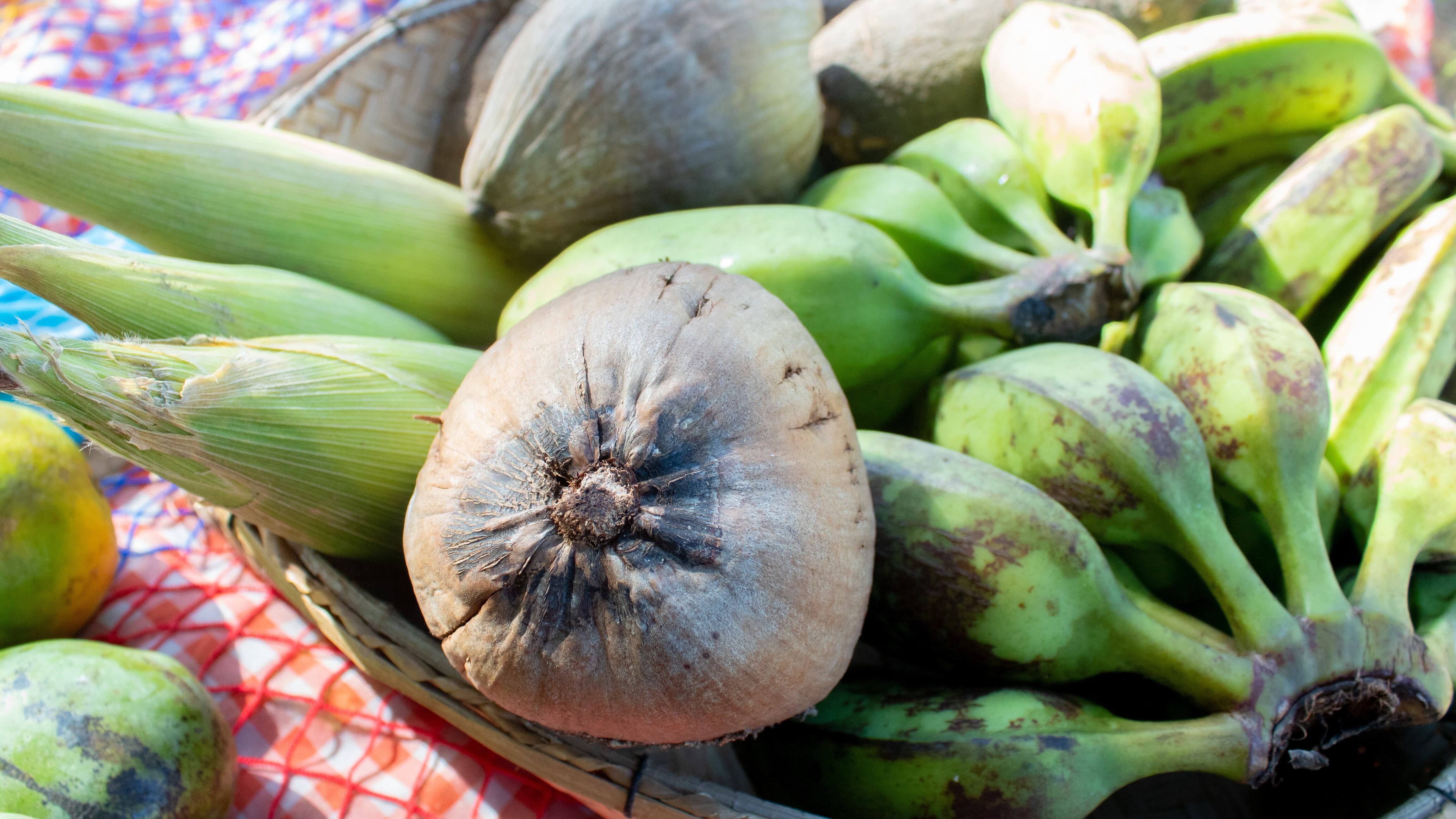 Maíz, coco, plátano, yuca