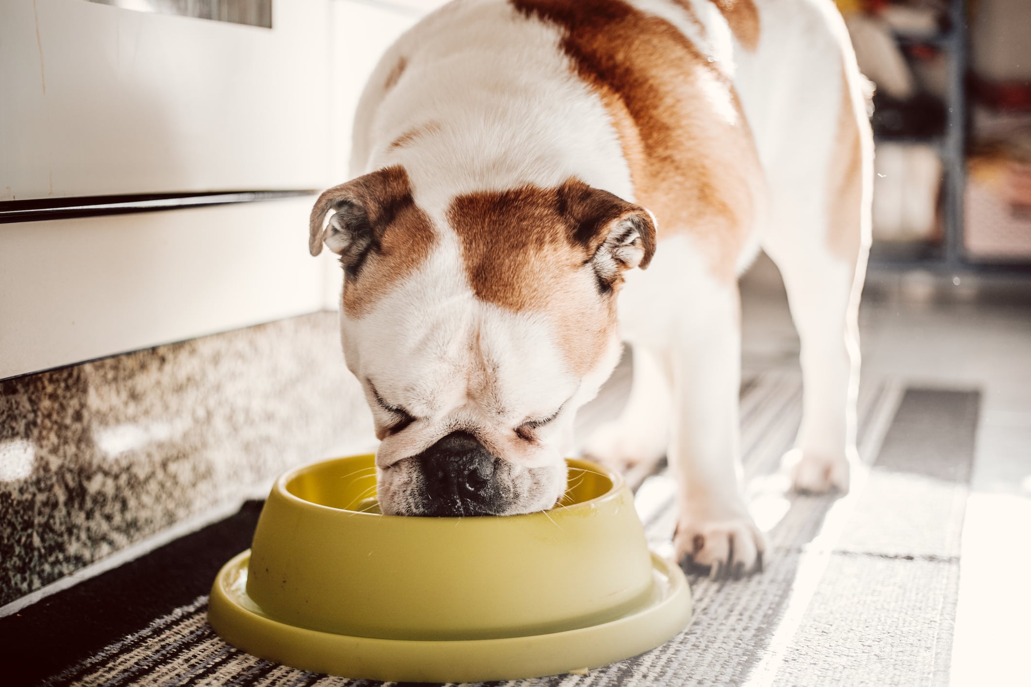 perro comiendo