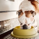 perro comiendo