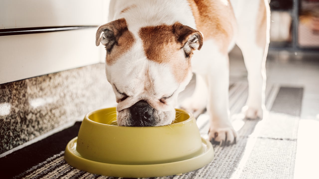 La alimentación y sus nutrientes es clave para evitar complicaciones de salud en los perros.