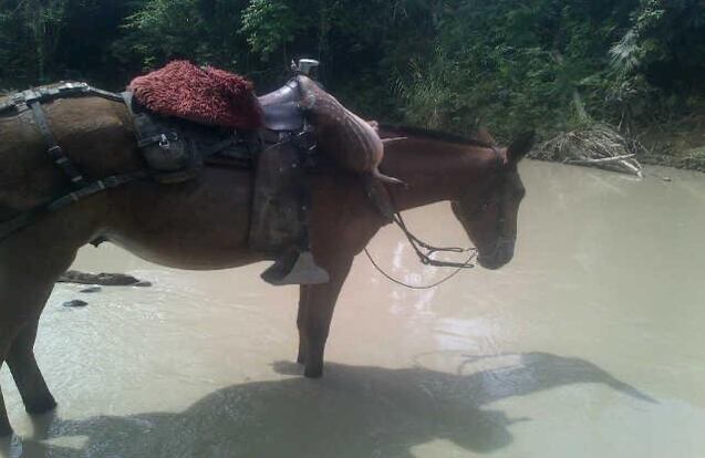 En los desplazamientos que realizaba el cabecilla, de manera permanente realizaba la caza animales silvestres, entre ellos el “Gurre”, el cual era una de las comidas predilectas de alias Otoniel