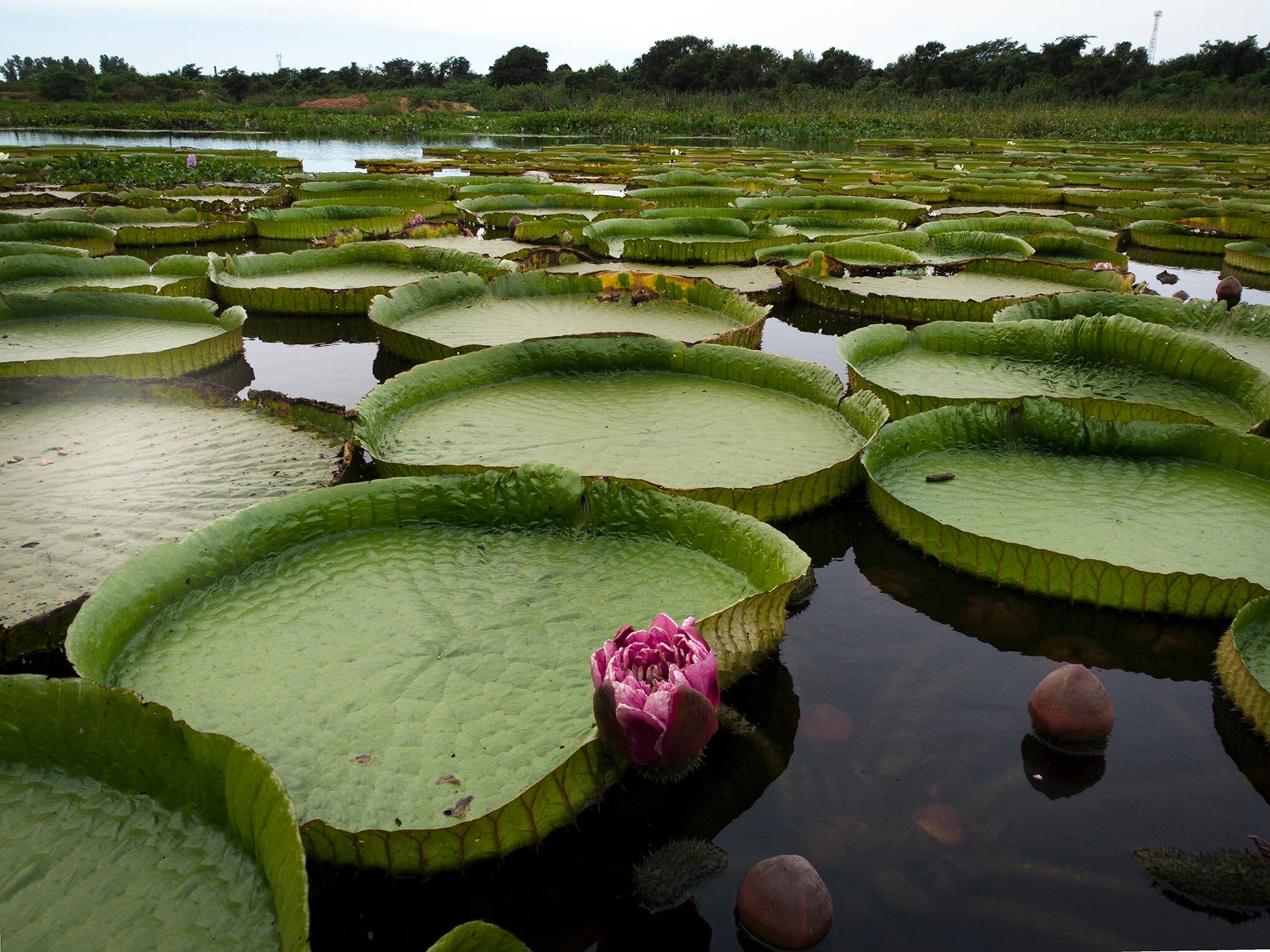El día de la tierra