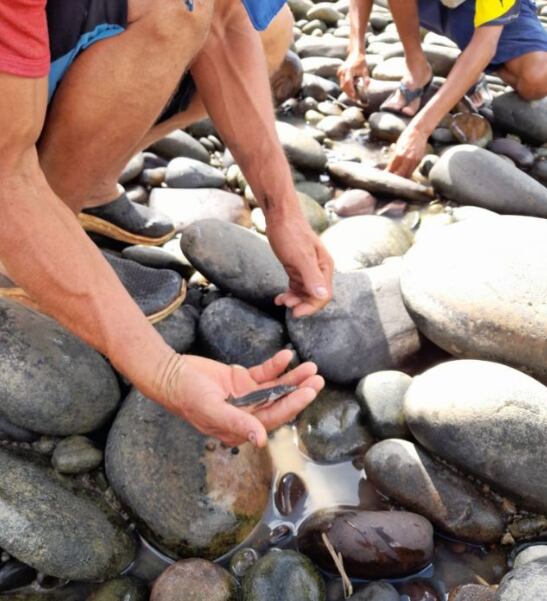 Peces pequeños han muerto por el bajo nivel del río.