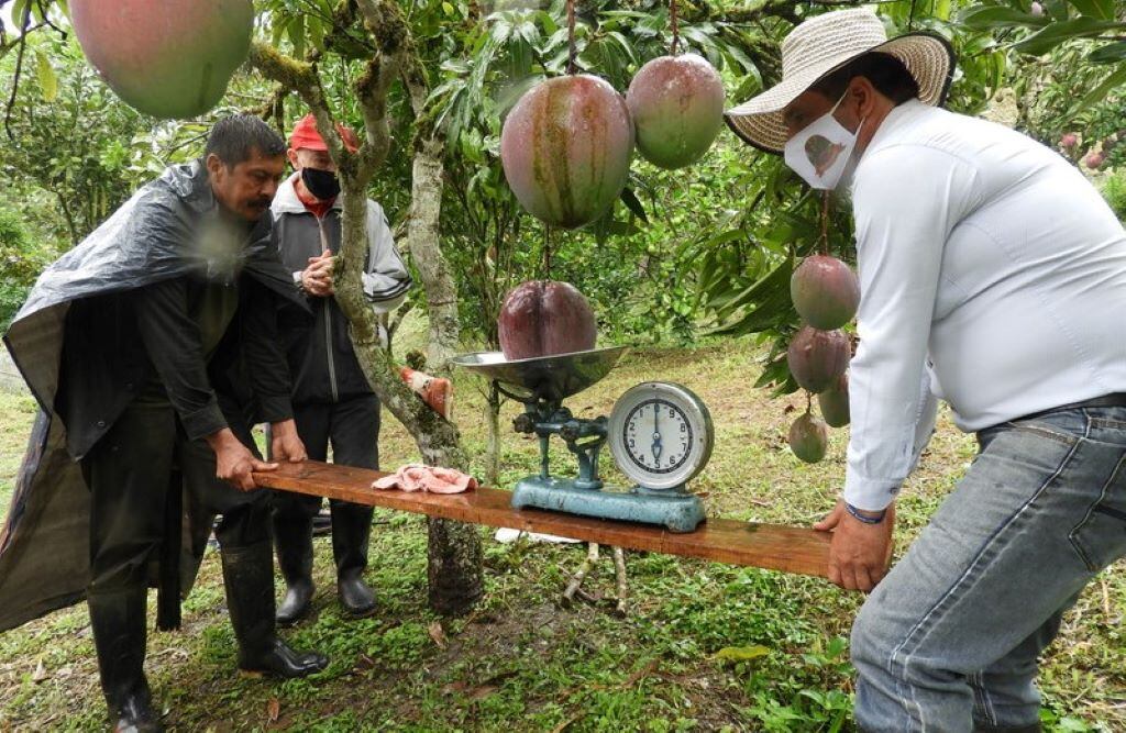 Mango colombiano entra en el libro Récord Guinness