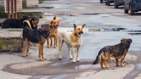 Perros callejeros