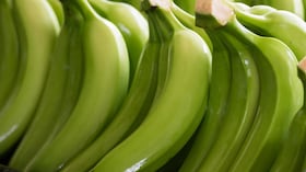 Banano de exportación colombiano