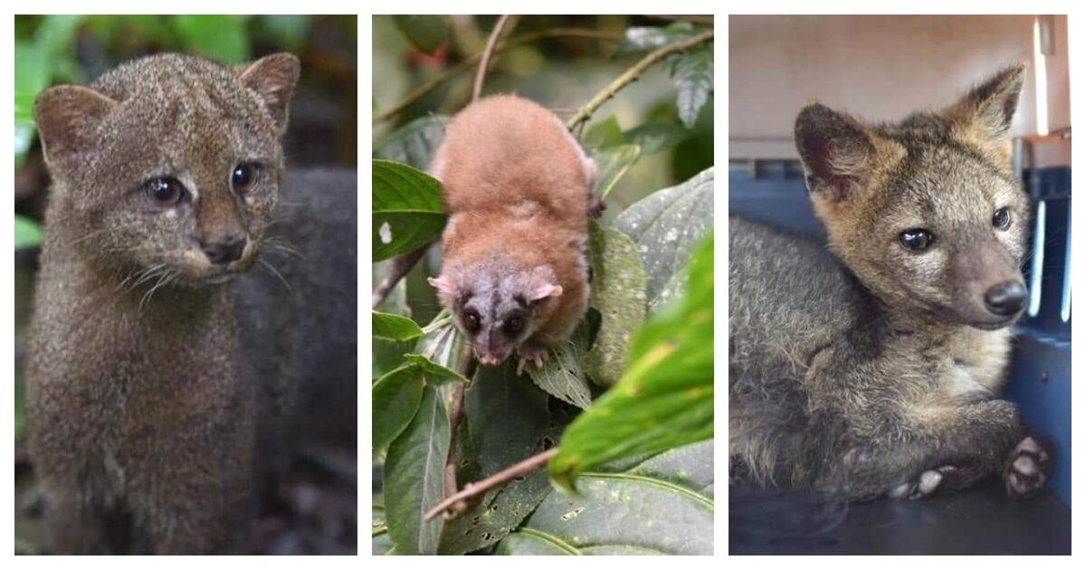 Animales liberados en Quindío