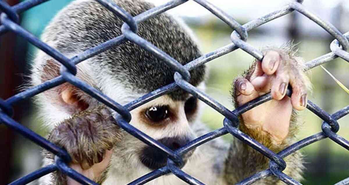 El tráfico de fauna silvestre es el negocio más rentable del mundo, por detrás del narcotráfico y la trata de personas, según la ONU. Foto: archivo/Semana. 