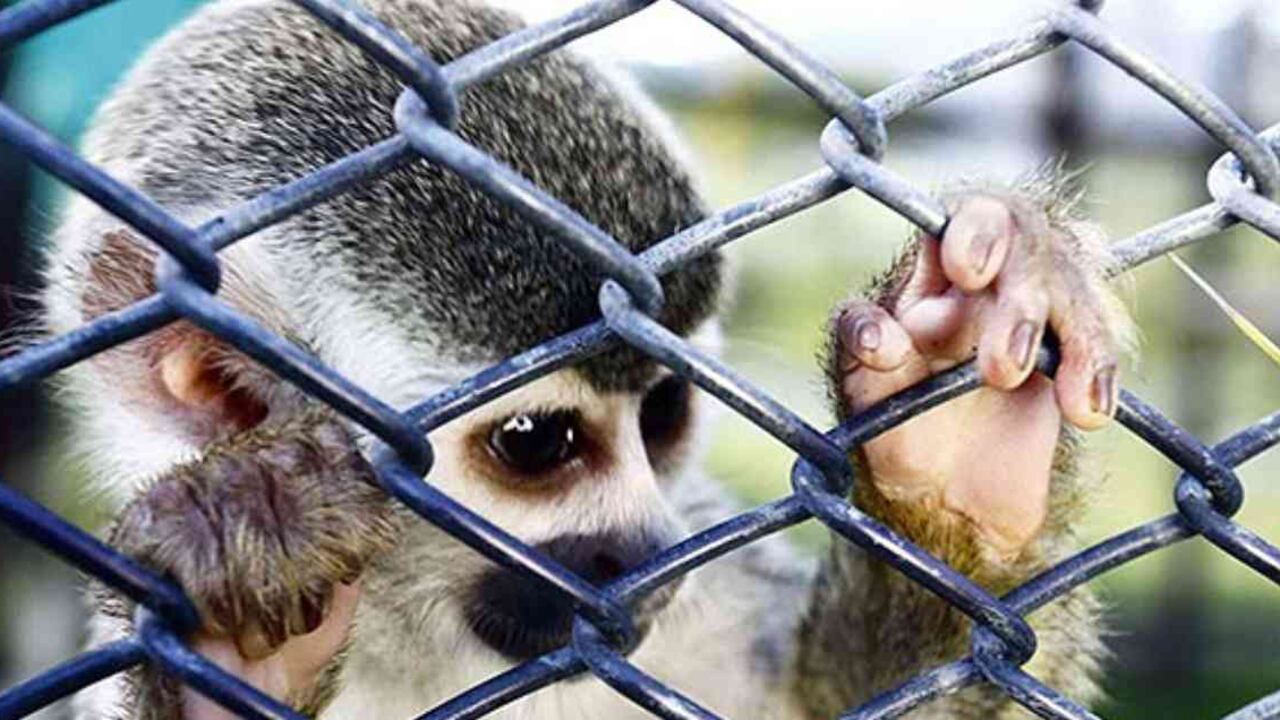 El tráfico de fauna silvestre es el negocio más rentable del mundo, por detrás del narcotráfico y la trata de personas, según la ONU. Foto: archivo/Semana.