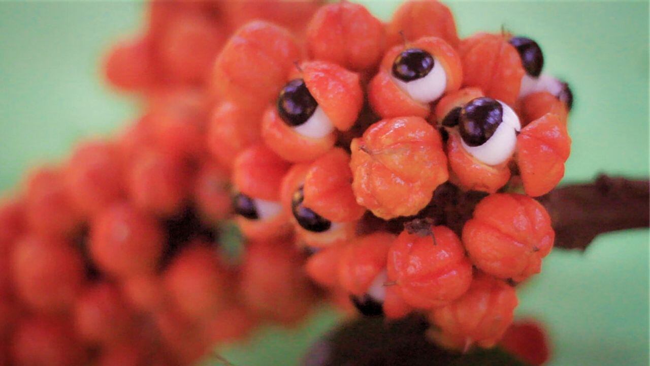 La fruta que reemplaza el café.