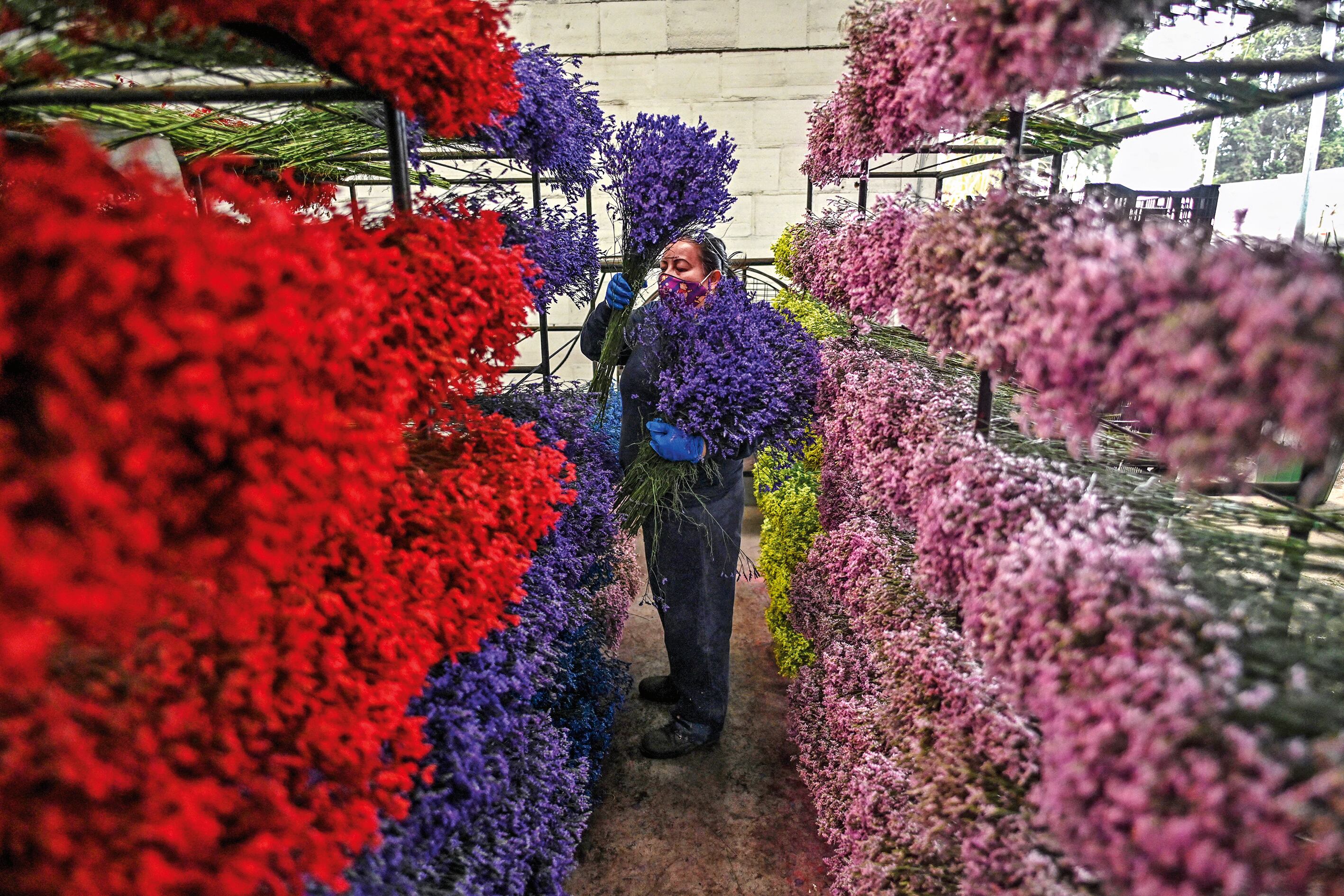 La exportación de flores creció 41,3 % en el primer bimestre de este año, con respecto al mismo periodo en 2021