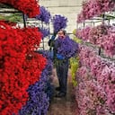 La exportación de flores creció 41,3 % en el primer bimestre de este año, con respecto al mismo periodo en 2021.