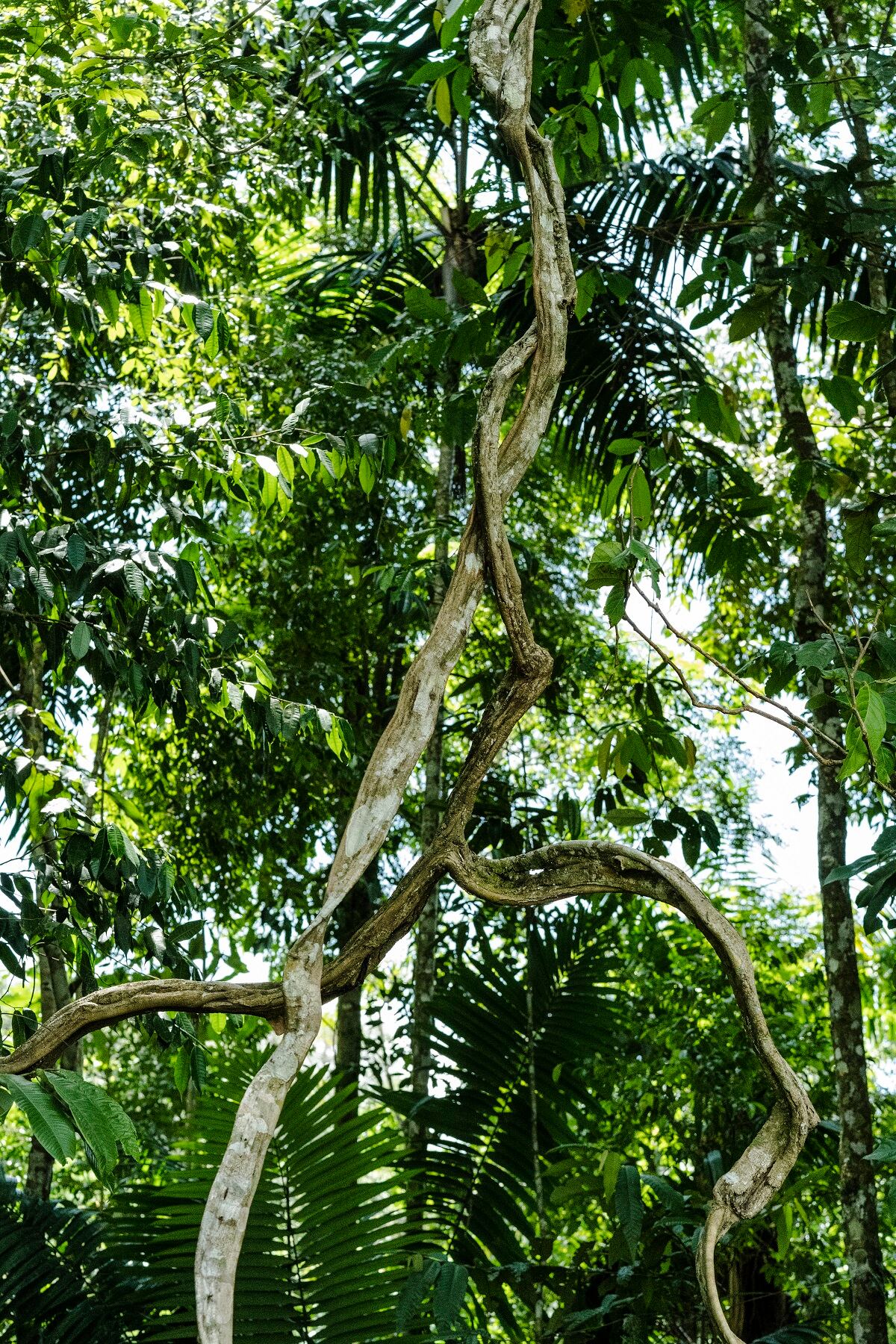 Reserva Natural de la Sociedad Civil O2 Reserve