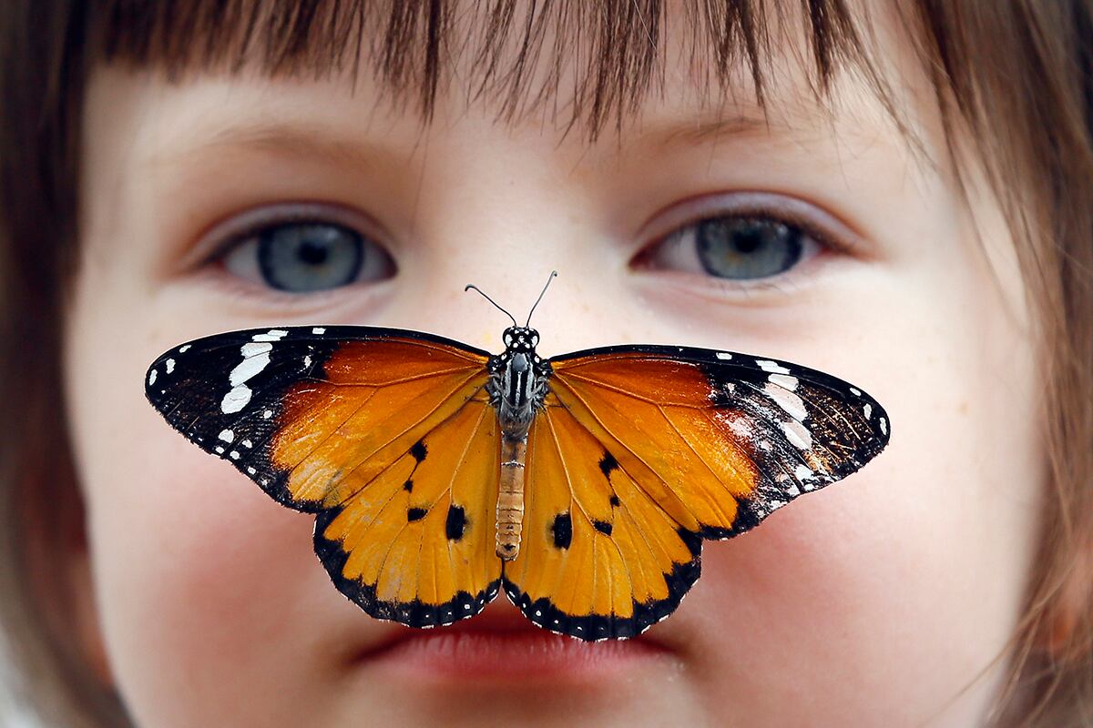 En muchas culturas, se cree que las mariposas son mensajeras del más allá. 