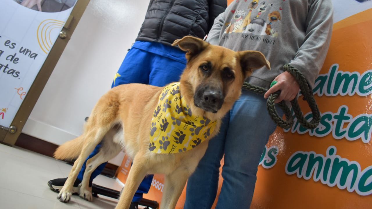 Nuevo centro de atención y protección animal en Puente Aranda, Bogotá.