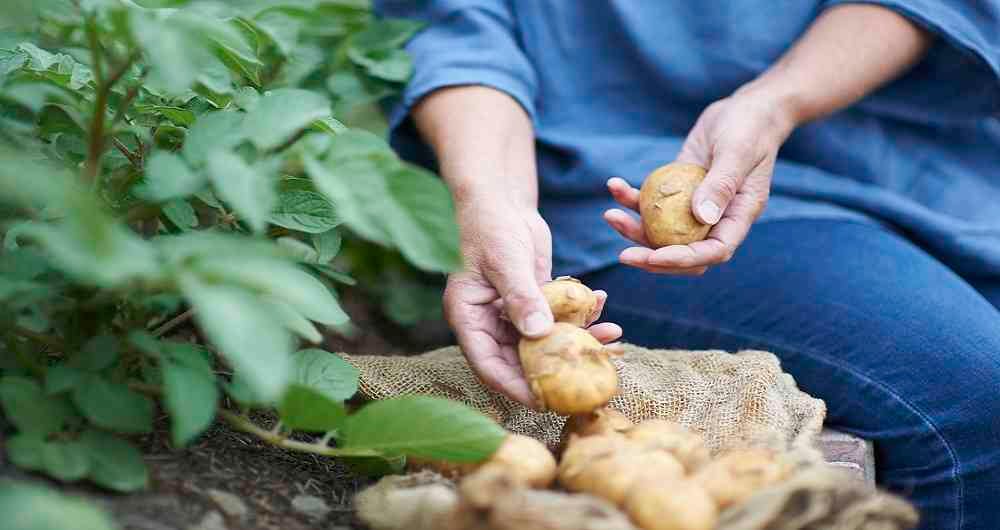De acuerdo con el último Censo Nacional Agropecuario, solo el 6 % se encuentran asociados y el 24 % han recibido asistencia técnica.