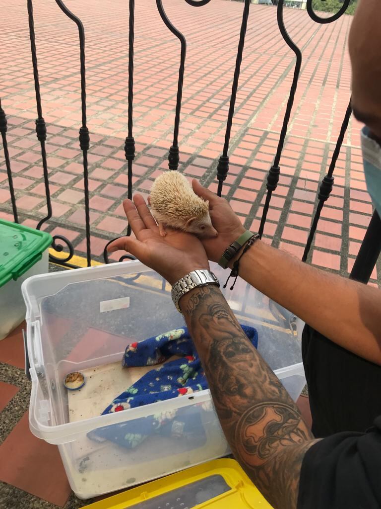 Erizo que era traficado por redes sociales