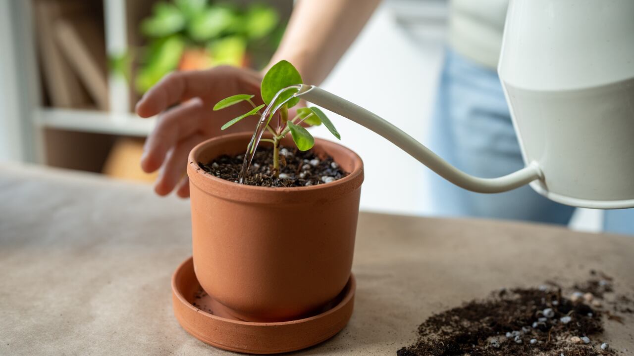 La ruda es una planta perenne, aromática y herbácea que pertenece a la familia Rutaceae.
