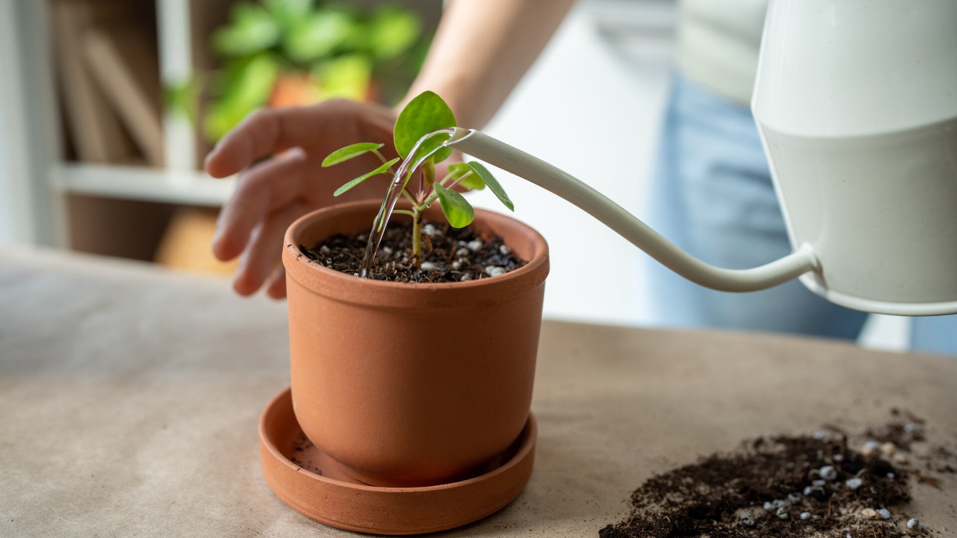 La ruda es una planta perenne, aromática y herbácea que pertenece a la familia Rutaceae.