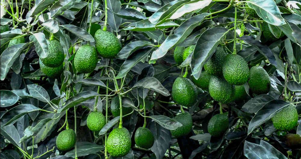 Té de hoja de aguacate