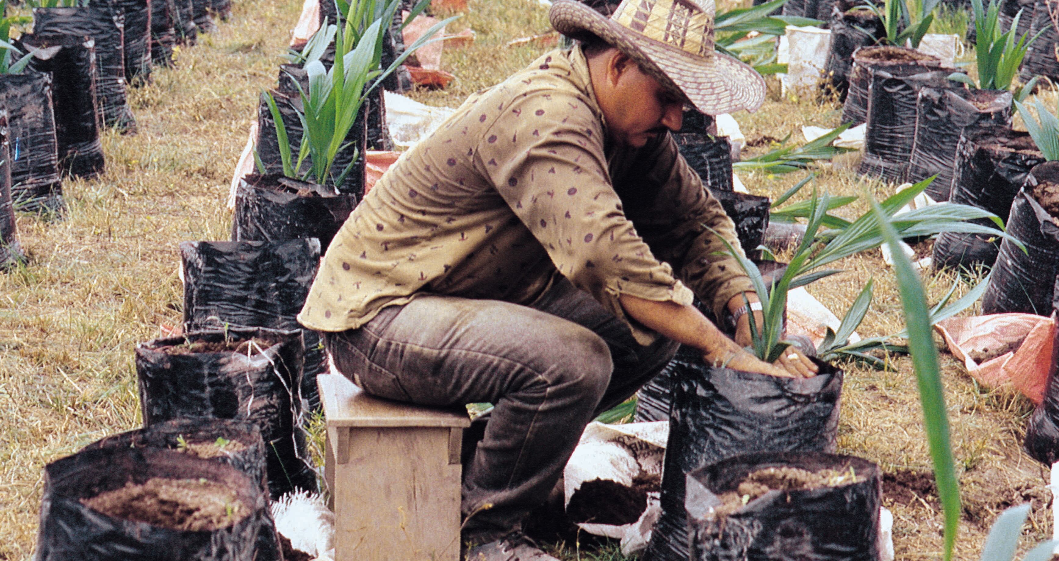 Sustitución de cultivos 