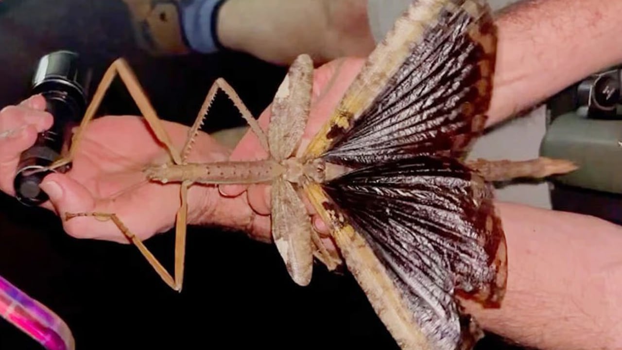 El insecto más pesado del país fue hallado en un bosque tropical donde rara vez se deja ver.