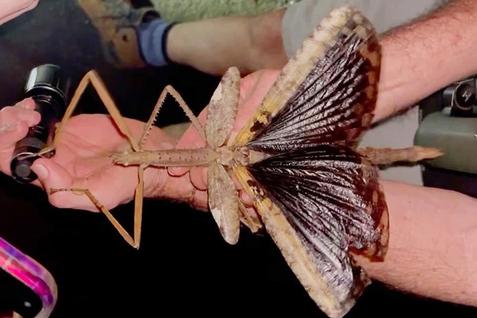 El insecto más pesado del país fue hallado en un bosque tropical donde rara vez se deja ver.