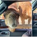 Pese a su avanzada edad, la mujer sacó todas sus fuerzas.