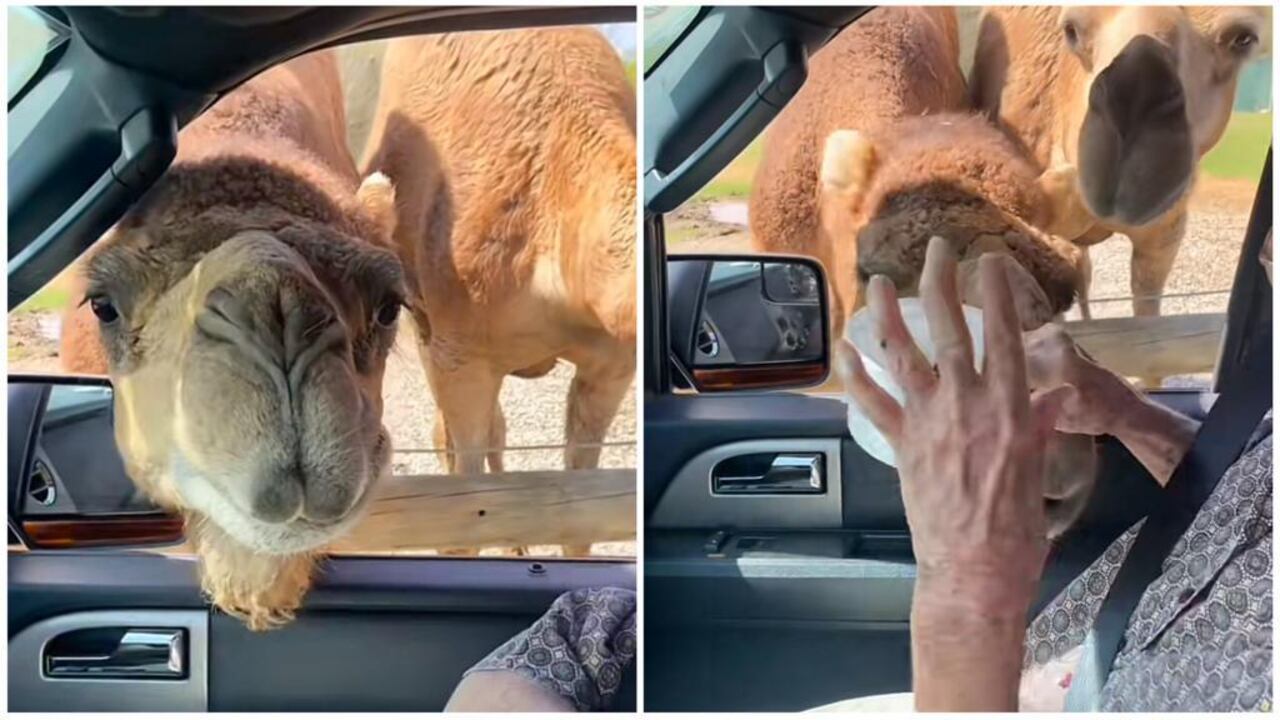 Pese a su avanzada edad, la mujer sacó todas sus fuerzas.