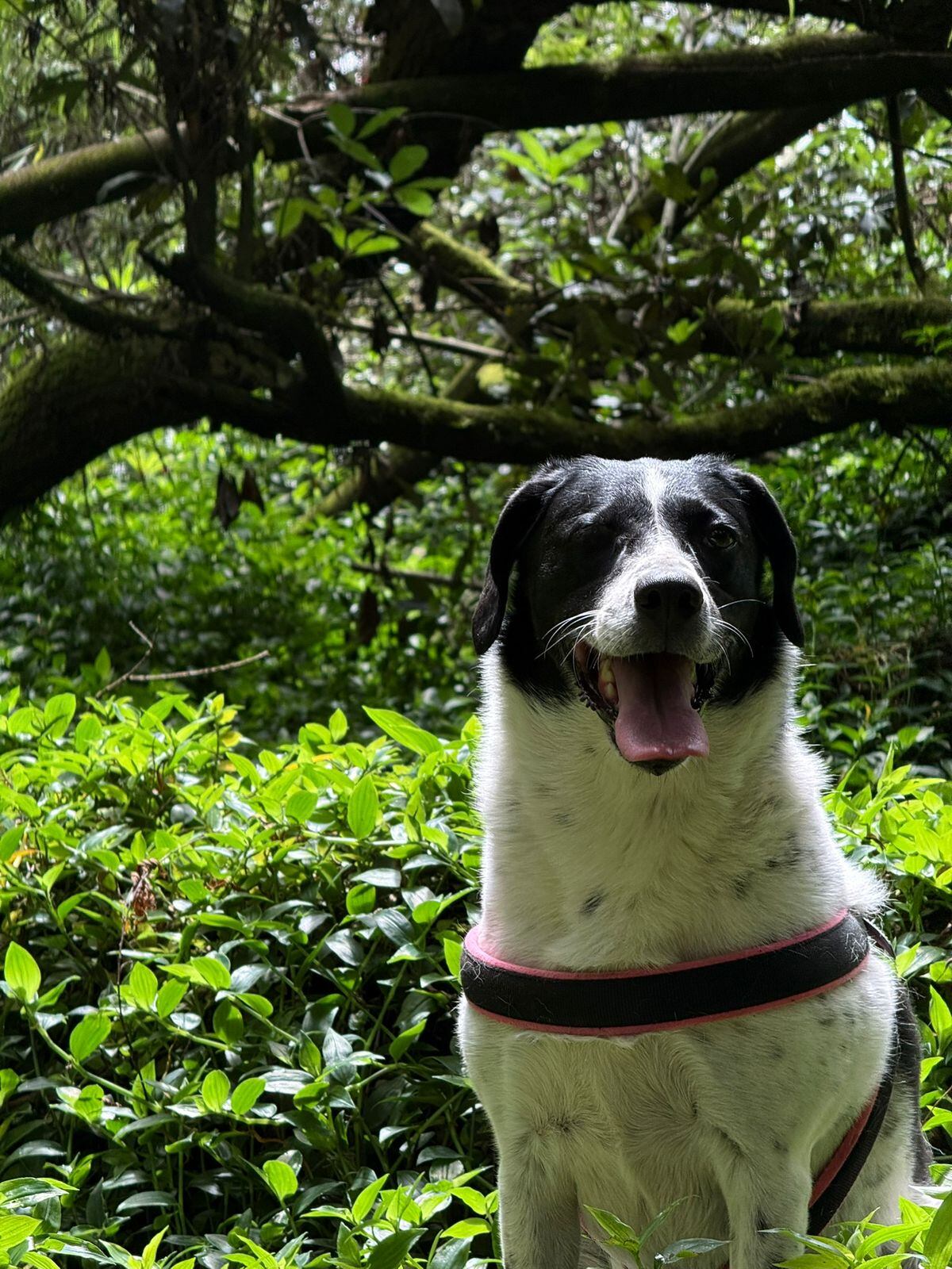Mina, perrita perdida en Bogotá.