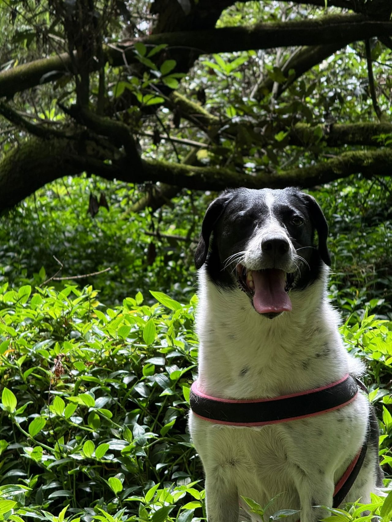 Mina, perrita perdida en Bogotá.