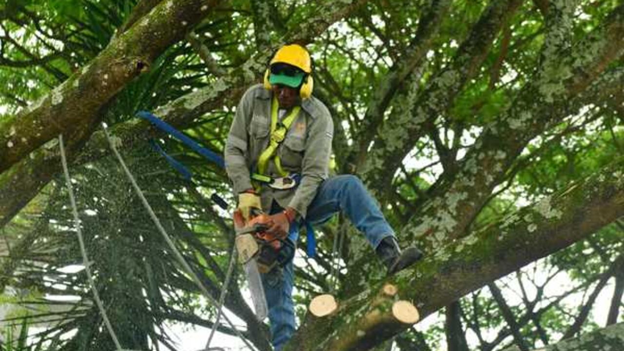 Solo el Dagma y la CVC están autorizados para realizar talas de árboles.