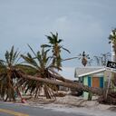Palmeras caídas junto a una calle el jueves 10 de octubre de 2024, en Bradenton Beach, en Anna Maria Island, Florida.