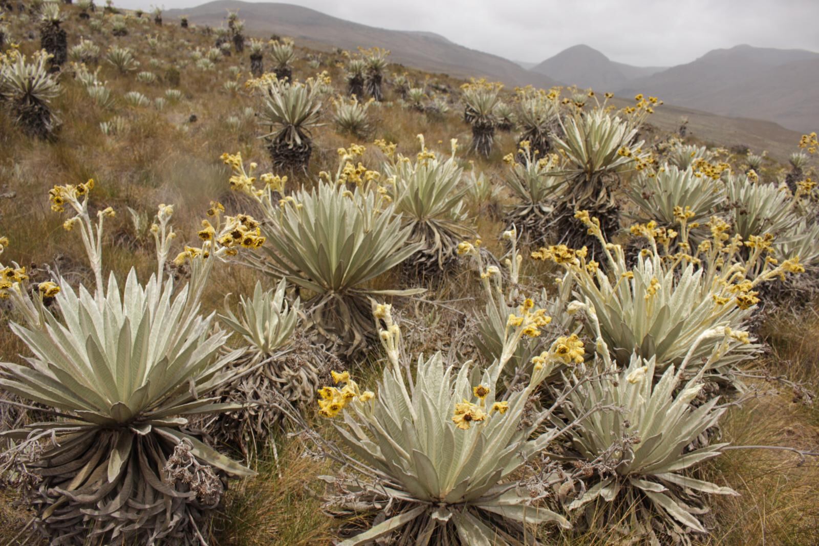 Los frailejones han sido uno de los temas de estudio de este biólogo colombiano.