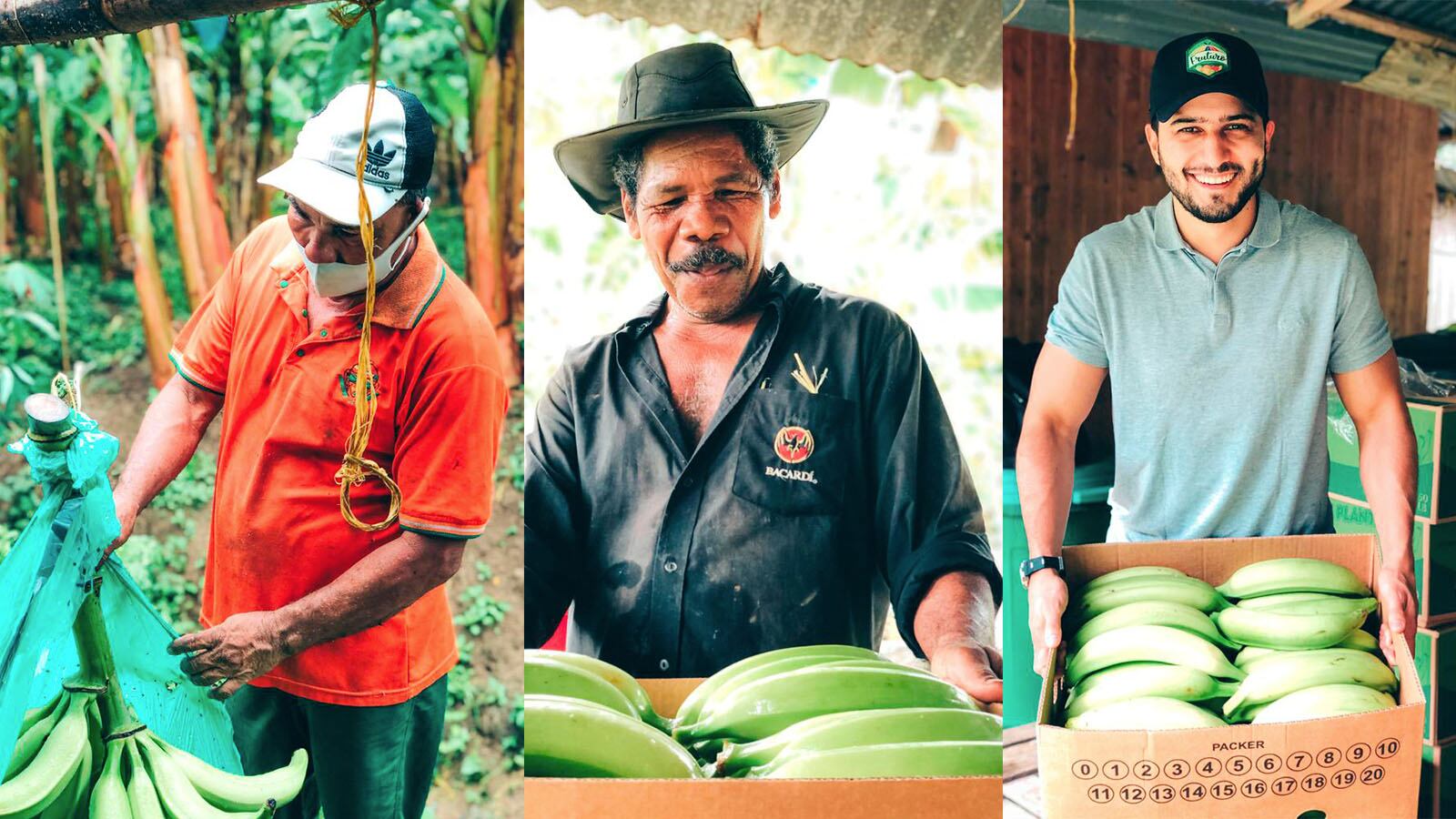 El certificado que abrirá el mercado del plátano de Urabá