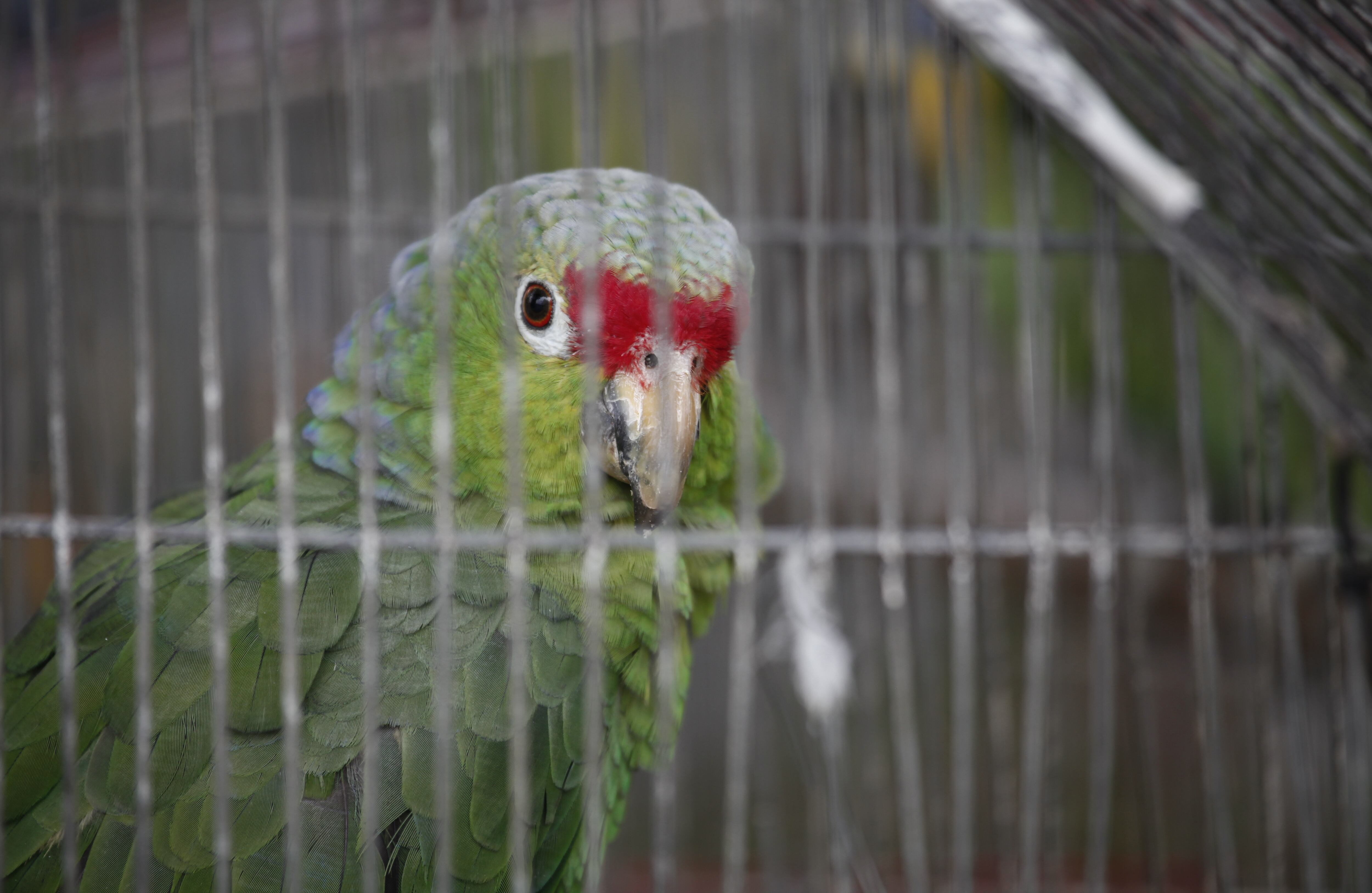 La tenencia, el consumo o el transporte ilegal de estas especies puede ser sancionado con dos a ocho años de cárcel y multas hasta por cinco salarios mínimos legales vigentes.